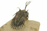 Spiny Trident Walliserops Trilobite - Foum Zguid, Morocco #344454-5